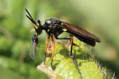 <i>Dioctria</i>