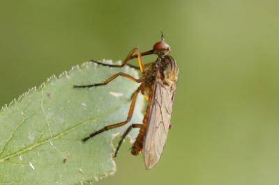 <i>Empis livida</i>