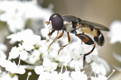 <i>Syritta pipiens</i>