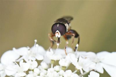 Syritta pipiens
