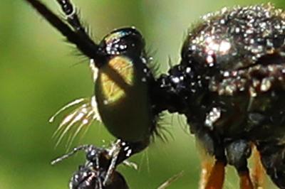 <i>Dioctria</i>