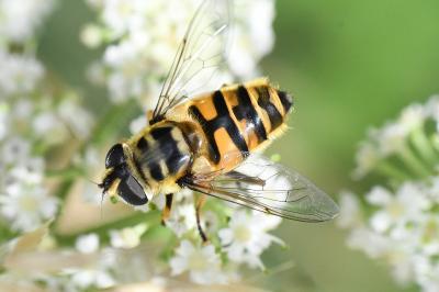 <i>Myathropa florea</i>