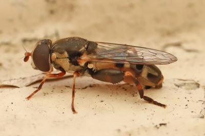 <i>Syritta pipiens</i>