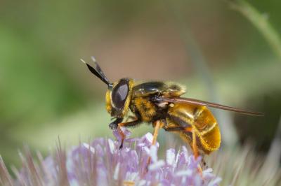 <i>Callicera aurata</i>