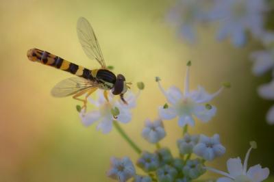 <i>Sphaerophoria scripta</i>