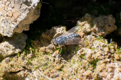 <i>Tabanus</i>