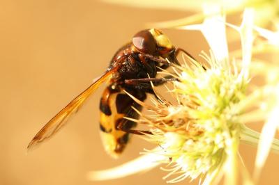 <i>Volucella zonaria</i>