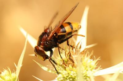 <i>Volucella zonaria</i>