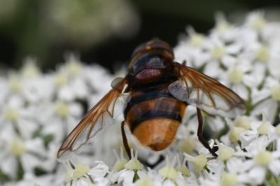 <i>Volucella zonaria</i>