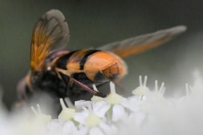<i>Volucella zonaria</i>