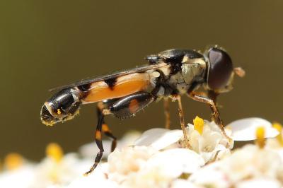 <i>Syritta pipiens</i>