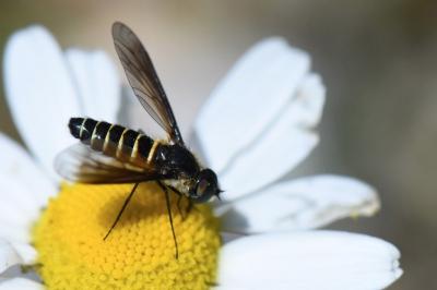 <i>Lomatia lateralis</i>