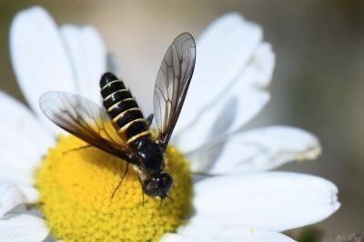 <i>Lomatia lateralis</i>