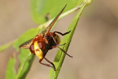 <i>Volucella zonaria</i>