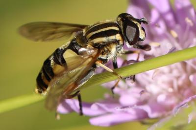 <i>Helophilus pendulus</i>