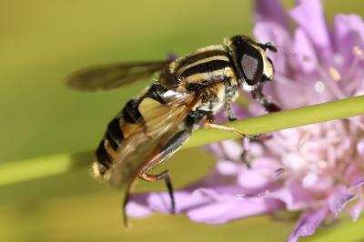 Helophilus pendulus