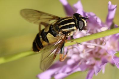 <i>Helophilus pendulus</i>