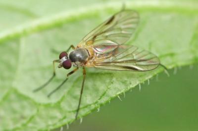 <i>Rhagio lineola</i>
