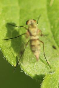 <i>Chrysopilus asiliformis</i>