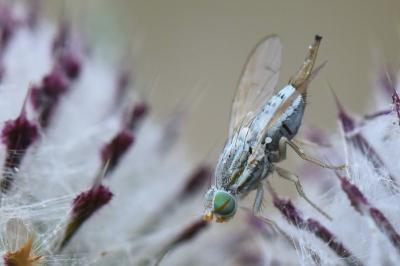 <i>Terellia longicauda</i>