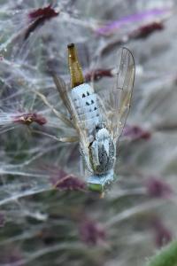 <i>Terellia longicauda</i>