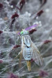 <i>Terellia longicauda</i>