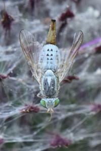<i>Terellia longicauda</i>