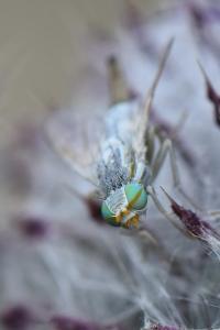 <i>Terellia longicauda</i>