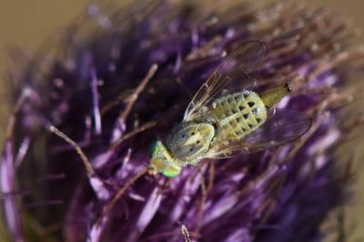 <i>Terellia serratulae</i>