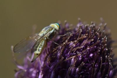<i>Terellia serratulae</i>