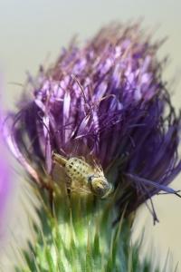 <i>Terellia serratulae</i>