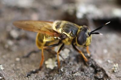 <i>Callicera aurata</i>