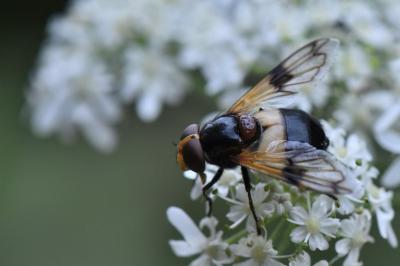 <i>Volucella pellucens</i>