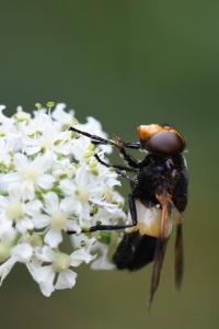 <i>Volucella pellucens</i>