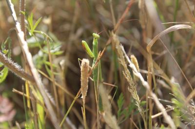 Mante religieuse