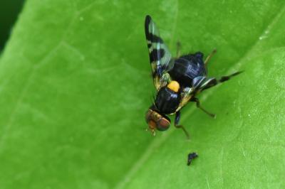 <i>Rhagoletis cerasi</i>