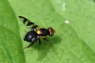 <i>Rhagoletis cerasi</i>