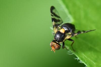 <i>Rhagoletis cerasi</i>