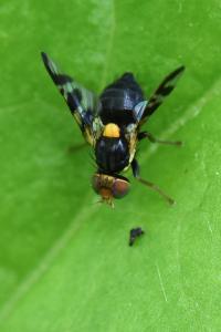 <i>Rhagoletis cerasi</i>