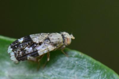 <i>Tephritis formosa</i>