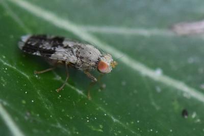 <i>Tephritis formosa</i>