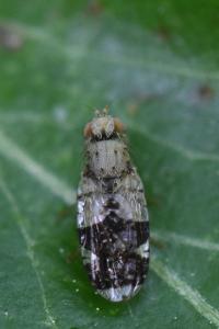 <i>Tephritis formosa</i>