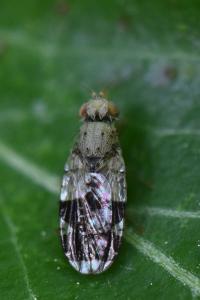 <i>Tephritis formosa</i>
