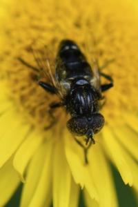 <i>Eristalinus sepulchralis</i>