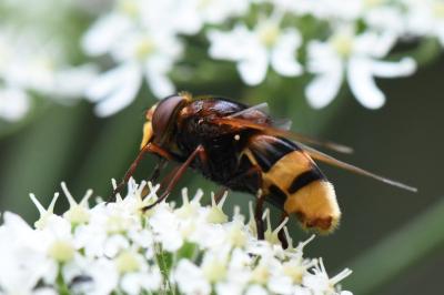 <i>Volucella zonaria</i>