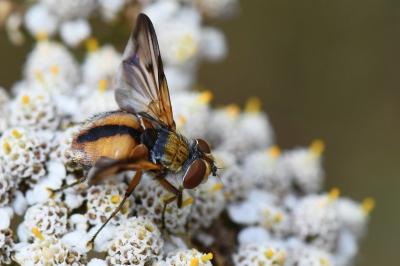 <i>Ectophasia crassipennis</i>