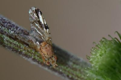 <i>Tephritis bardanae</i>
