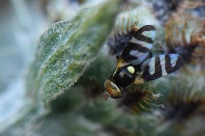 <i>Urophora quadrifasciata</i>