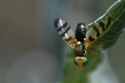 <i>Urophora jaceana</i>