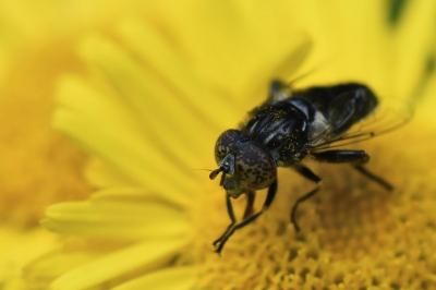 <i>Eristalinus sepulchralis</i>
